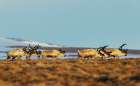 Caribou bulls migrating along the sub-artic tundra of the Bering Sea on the Seward Peninsula Art Print